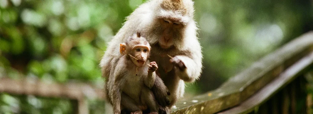 Things to do in Bali - Monkey forest