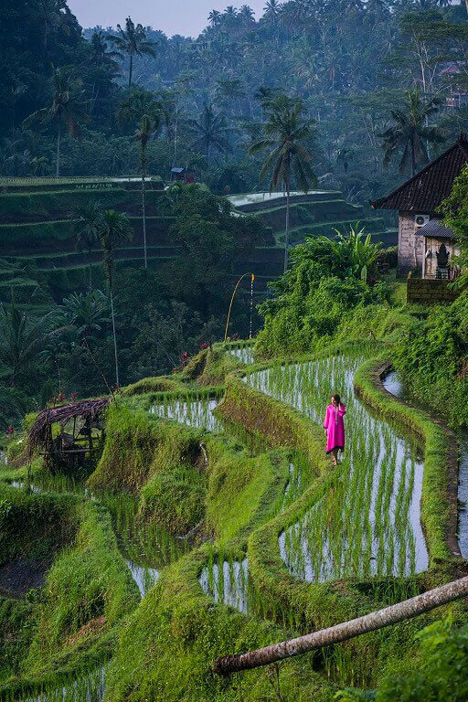 rice paddy trekking
