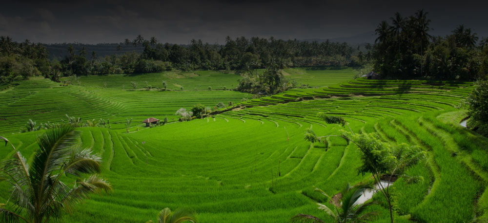 Bali Holiday & Travel