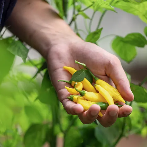CasCades Green House Lemon Chilli