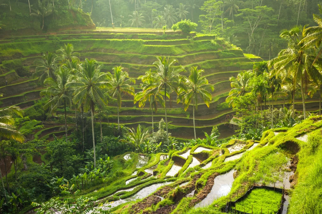 Bali's rice terraces