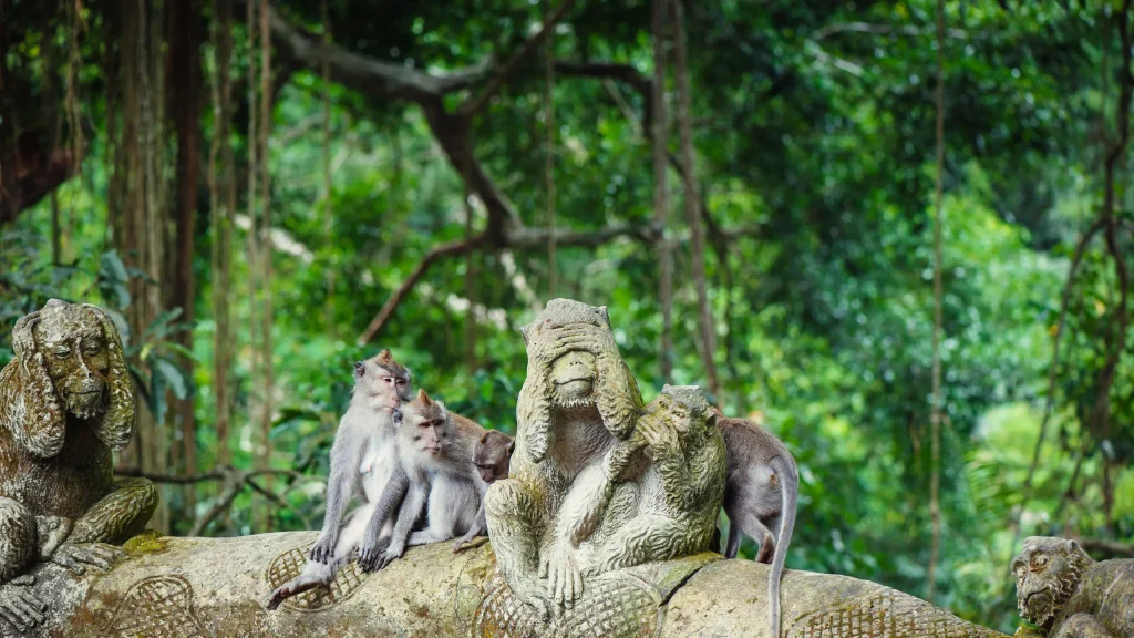 Monkeys at Monkey Forest Sanctuary