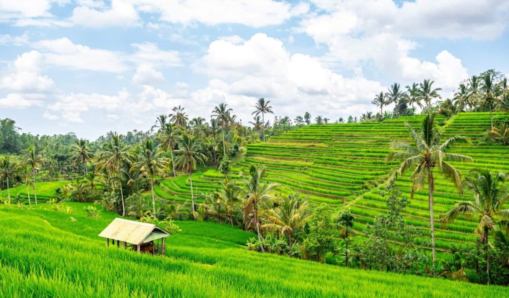 A rice paddy and terrace in Bali