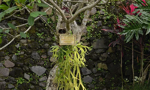 Viceroy Bali - A Tree Planted