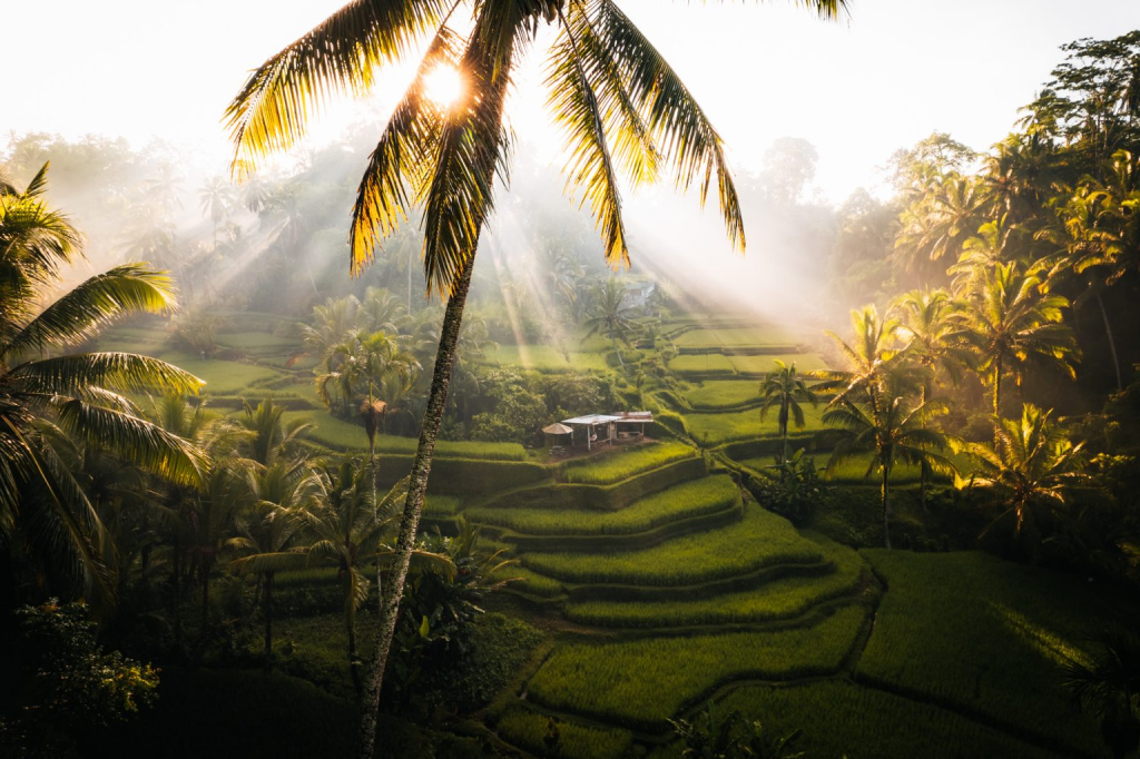 Tegallalang Rice Terraces at Sunrise