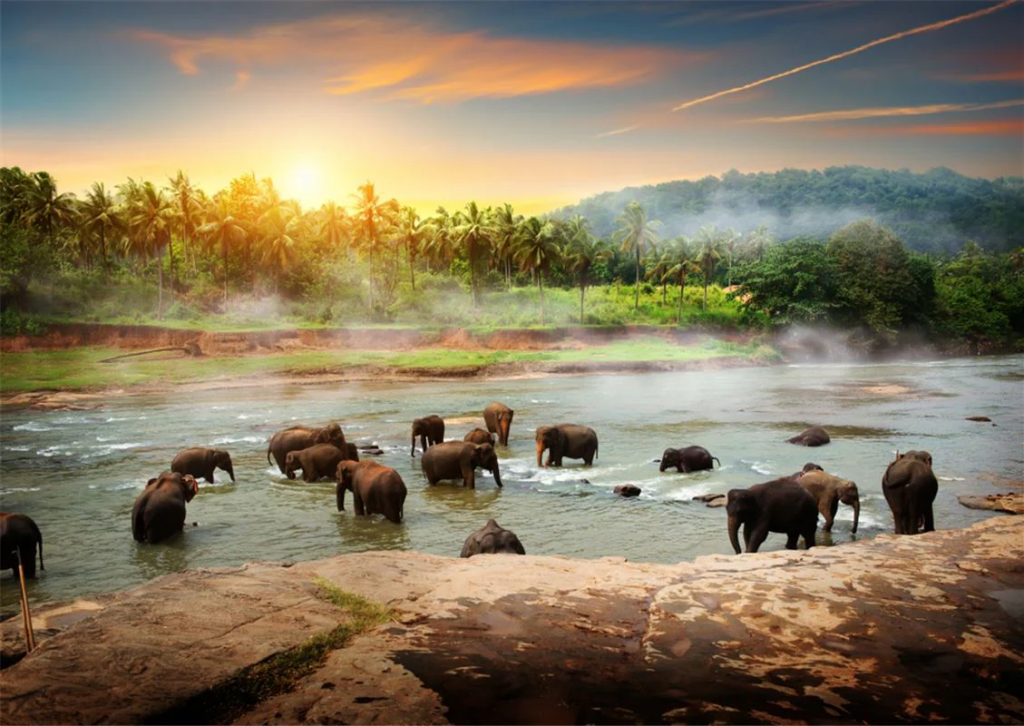 A group of elephants in the river in Sri Lanka