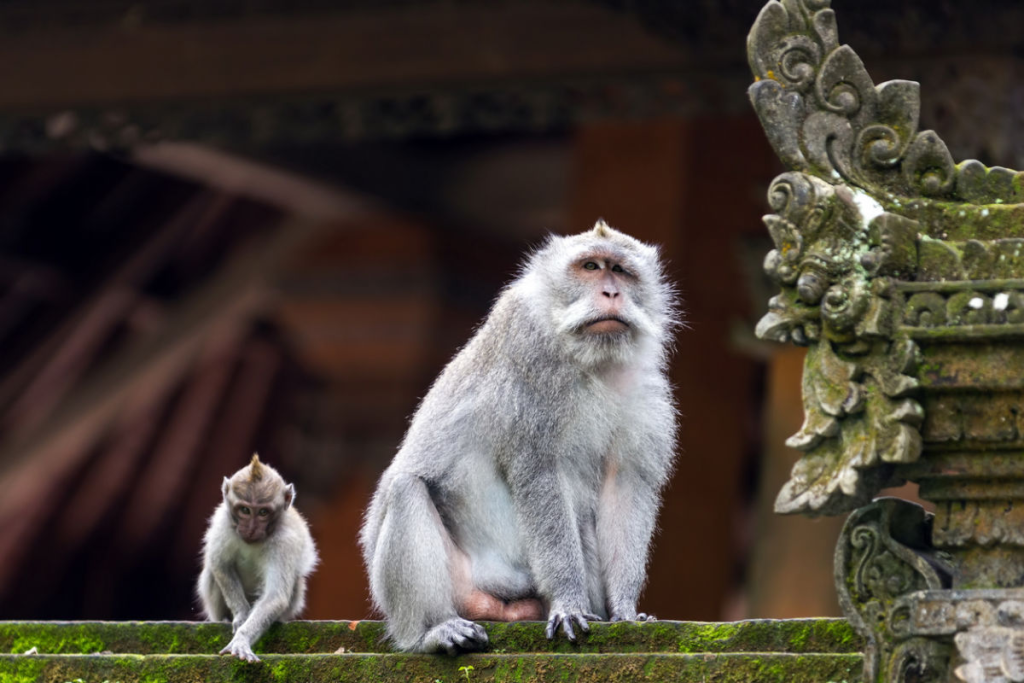 A mother and baby monkey in Bali