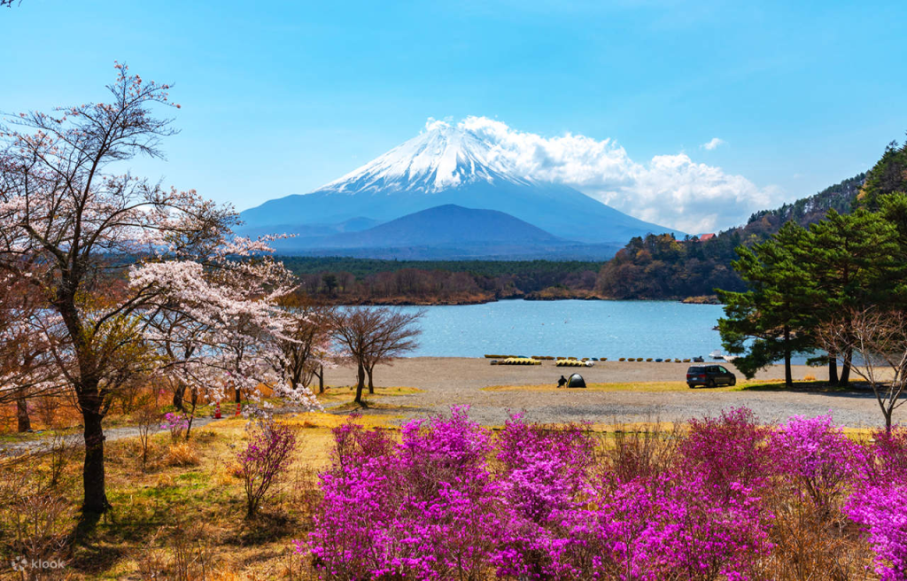 Mount Fuji in the background with colourful blooming flowers in foreground
